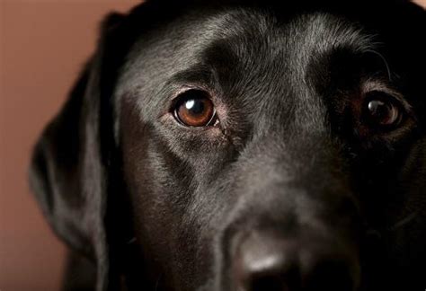 Caring For Labrador Eyes: Common Labrador Eye Problems And .